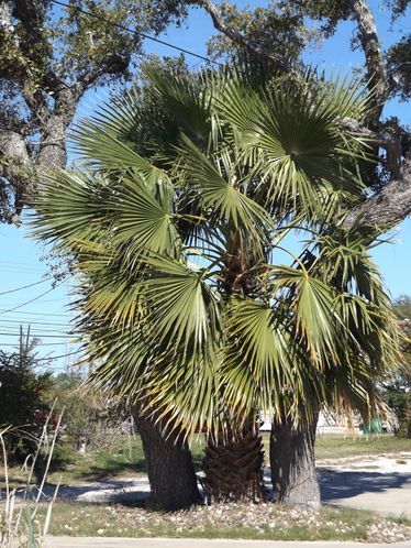1820 W Wheeler Ave, Aransas Pass, TX 78336